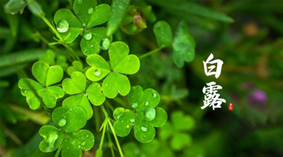 白露時節(jié)！ 金環(huán)電器提醒大家要注意這些事項